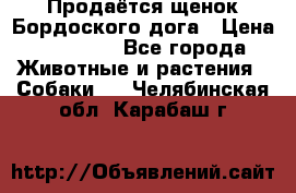 Продаётся щенок Бордоского дога › Цена ­ 37 000 - Все города Животные и растения » Собаки   . Челябинская обл.,Карабаш г.